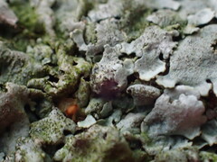 Parmelina tiliacea