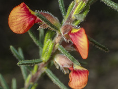 Dillwynia sericea