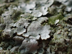 Parmelina tiliacea