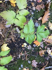 Rubus pubescens