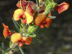 Dillwynia sericea