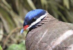 Starnoenas cyanocephala