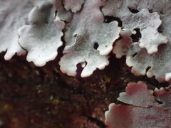 Parmelina tiliacea