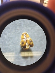 Epuraea ocularis