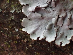 Parmelina tiliacea