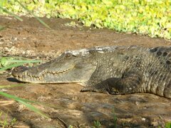 Crocodylus suchus