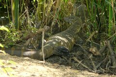 Varanus niloticus