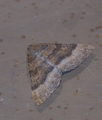 Larentia clavaria