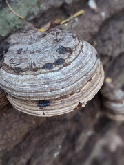 Ganoderma applanatum