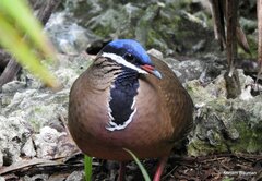 Starnoenas cyanocephala