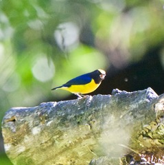 Euphonia xanthogaster