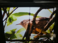 Cistothorus platensis