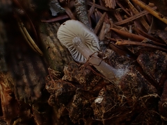 Mycena zephirus