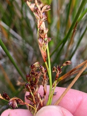 Juncus kraussii