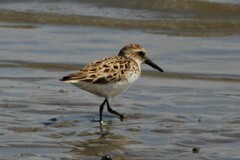 Calidris pusilla