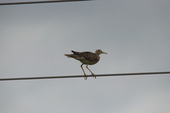 Bartramia longicauda