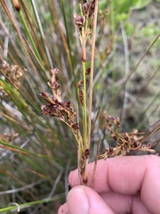 Juncus kraussii
