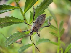 Leptoglossus zonatus