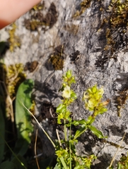 Sideritis hyssopifolia