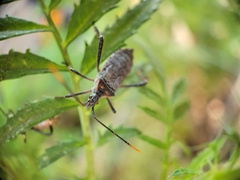 Leptoglossus zonatus