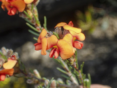 Dillwynia sericea