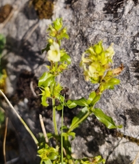 Sideritis hyssopifolia