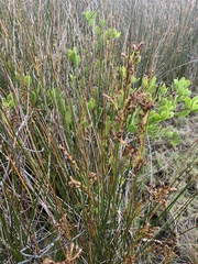 Juncus kraussii