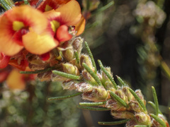 Dillwynia sericea
