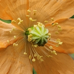 Papaver