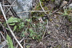 Lomatium geyeri