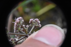 Lomatium geyeri