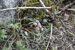 Lomatium geyeri