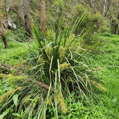 Lomandra hystrix