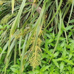 Lomandra hystrix