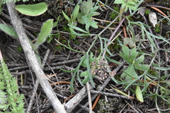 Lomatium geyeri