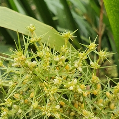 Lomandra hystrix