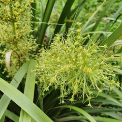 Lomandra hystrix