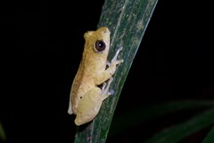 Bobiri Reed Frog photo 2
