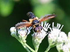 Trichopoda plumipes