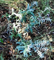 Lithospermum bejariense