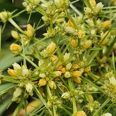 Lomandra hystrix