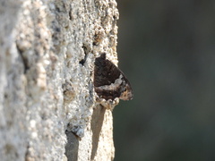 Hipparchia alcyone