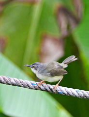 Prinia flaviventris
