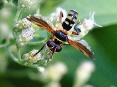 Trichopoda plumipes