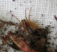 Pachygnatha dorothea