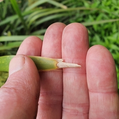 Lomandra hystrix
