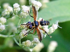 Trichopoda plumipes