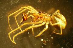 Pachygnatha dorothea