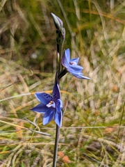 Thelymitra juncifolia