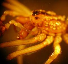 Pachygnatha dorothea